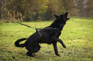 Apaiser mon chien réactif
