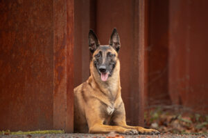 Arya, mon assistant chez Ethiquement' Chien