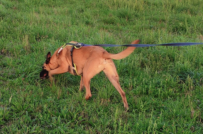 Découvrir des activités à partager avec Ethiquement'Chien